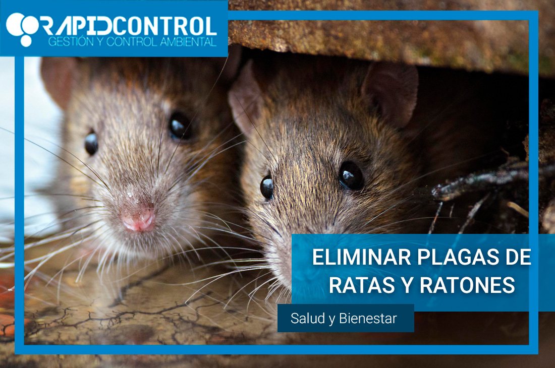 Eliminar Plagas de Ratas y Ratones