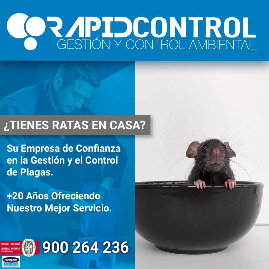 ▷ ¿Qué hacer para no tener una plaga de ratas en casa?